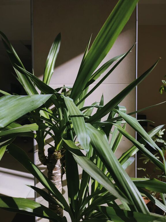 Consejos prácticos para mantener tus plantas de interior saludables todo el año